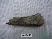 藏品(虎掌骨上端關節)的圖片